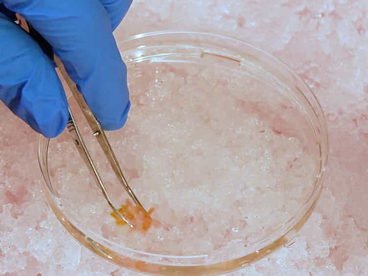 Breast Milk Enhances Growth of Enteroids: An Ex Vivo Model of Cell Proliferation