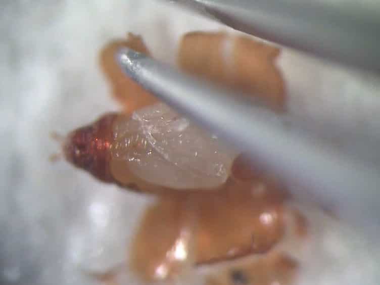 Methods for Staging Pupal Periods and Measurement of Wing Pigmentation of Drosophila guttifera