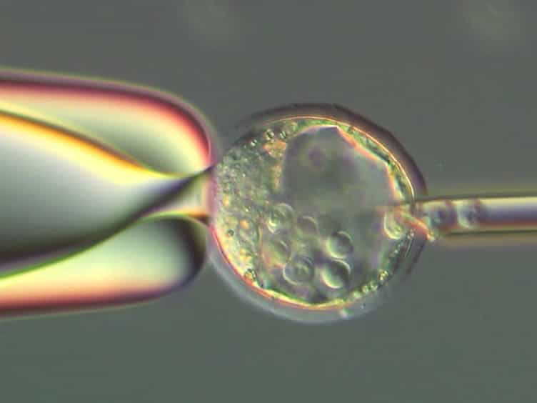 Trans-inner Cell Mass Injection of Embryonic Stem Cells Leads to Higher Chimerism Rates