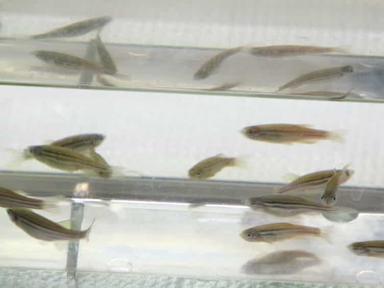 Efficient Production and Identification of CRISPR/Cas9-generated Gene Knockouts in the Model System Danio rerio