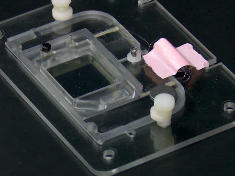 Preparing Fresh Retinal Slices from Adult Zebrafish for Ex Vivo Imaging Experiments