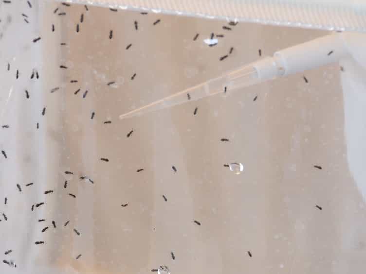 Embryo Microinjection and Transplantation Technique for Nasonia vitripennis Genome Manipulation