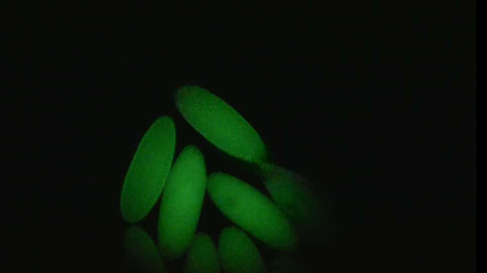 Generation of Genome-wide Chromatin Conformation Capture Libraries from Tightly Staged Early Drosophila Embryos