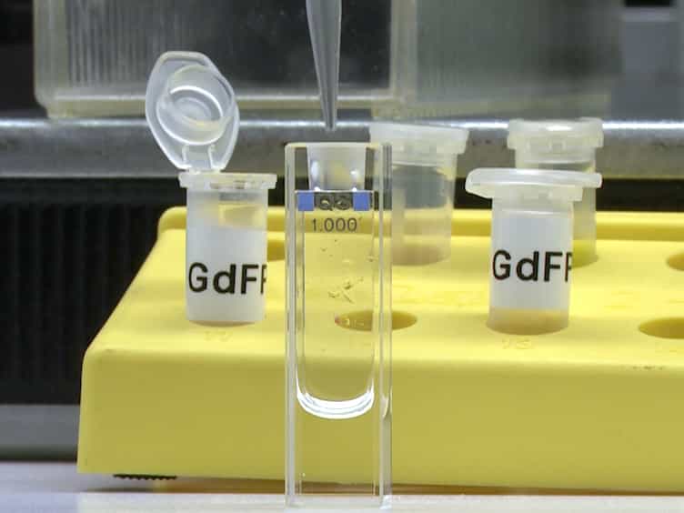 Engineering 'Golden' Fluorescence by Selective Pressure Incorporation of Non-canonical Amino Acids and Protein Analysis by Mass Spectrometry and Fluorescence