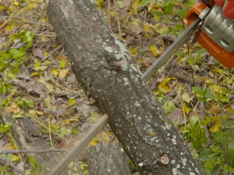 The Calibration and Use of Capacitance Sensors to Monitor Stem Water Content in Trees