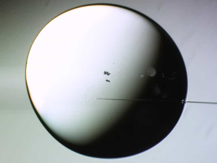 Zygotic Fluorescence Recovery After Photo-bleaching Analysis for Chromatin Looseness That Allows Full-term Development