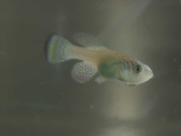 A Protocol for Laboratory Housing of Turquoise Killifish Nothobranchius furzeri