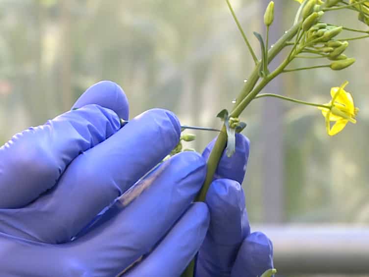 Phloem Sap Sampling from Brassica napus for 3D-PAGE of Protein and Ribonucleoprotein Complexes