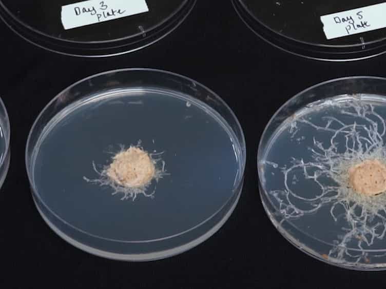 A Burrowing/Tunneling Assay for Detection of Hypoxia in Drosophila melanogaster Larvae