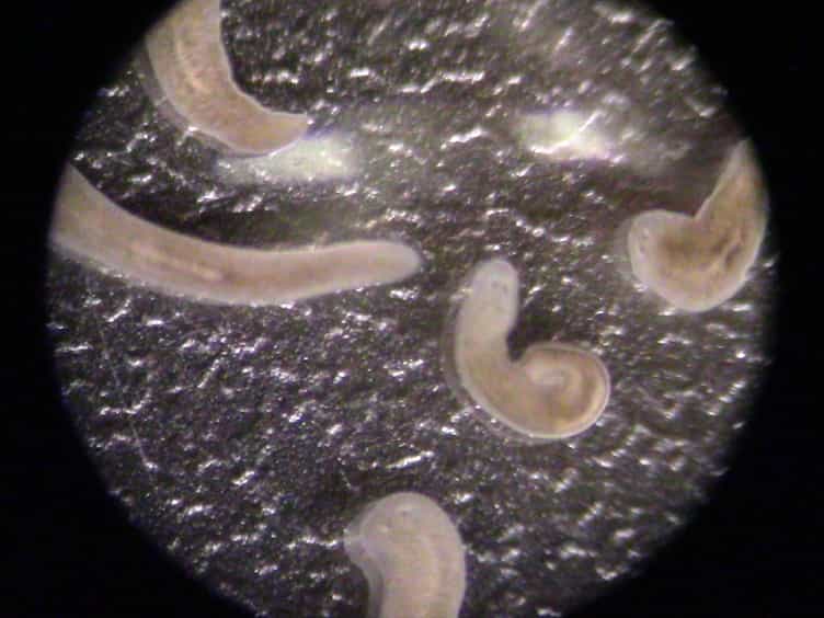 Chemical Amputation and Regeneration of the Pharynx in the Planarian Schmidtea mediterranea