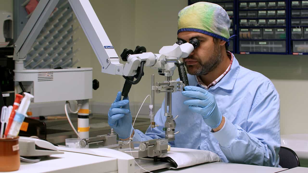 In Vivo Fiber-Coupled Pre-Clinical Confocal Laser-scanning Endomicroscopy pCLE of Hippocampal Capillaries in Awake Mice