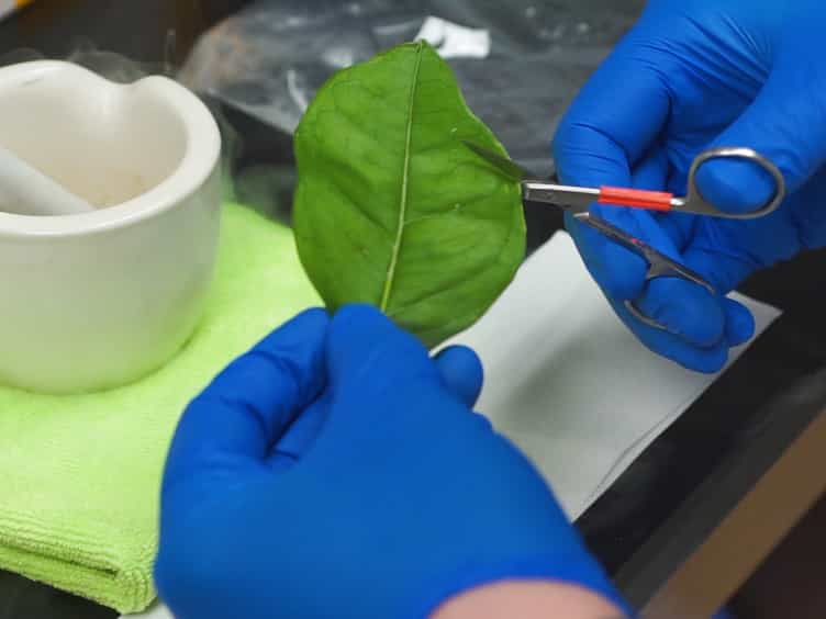 Specific and Accurate Detection of the Citrus Greening Pathogen Candidatus liberibacter spp. Using Conventional PCR on Citrus Leaf Tissue Samples