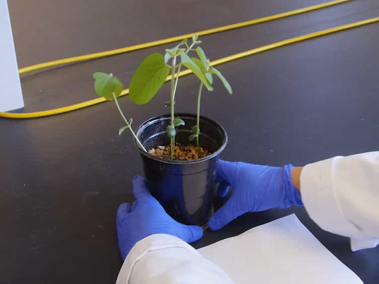 A Simple Method for Isolation of Soybean Protoplasts and Application to Transient Gene Expression Analyses