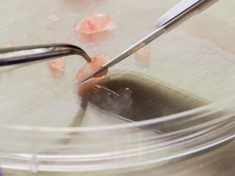 A Syngeneic Pancreatic Cancer Mouse Model to Study the Effects of Irreversible Electroporation