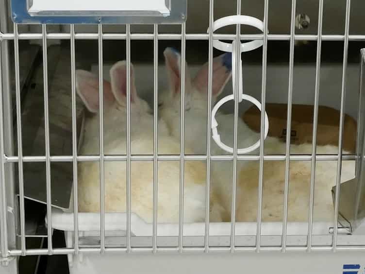 Methods of Pairing and Pair Maintenance of New Zealand White Rabbits Oryctolagus Cuniculus Via Behavioral Ethogram, Monitoring, and Interventions
