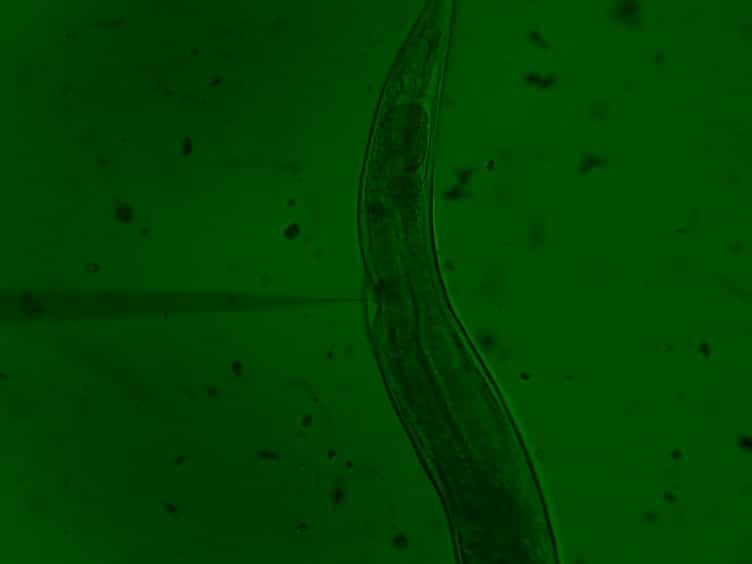 Enhanced Genome Editing with Cas9 Ribonucleoprotein in Diverse Cells and Organisms