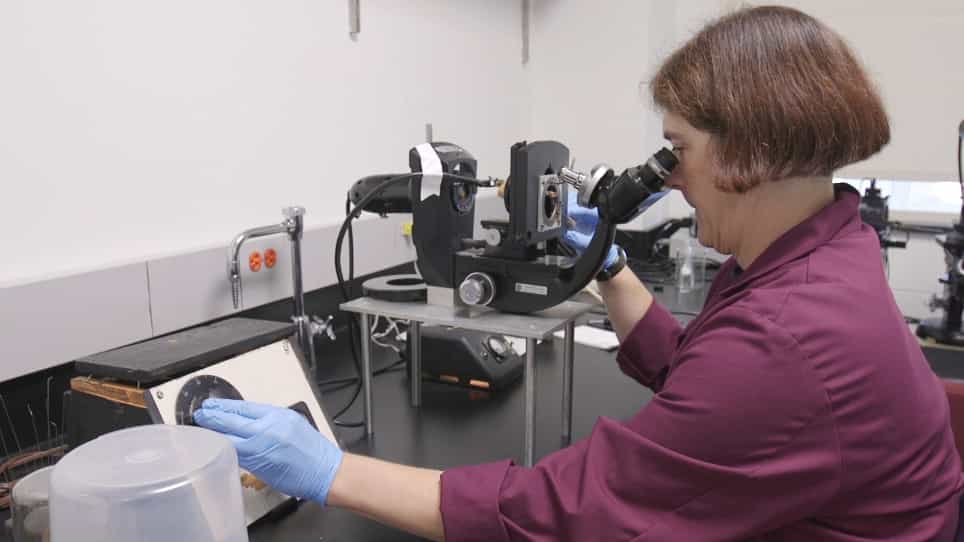 Micromanipulation of Chromosomes in Insect Spermatocytes