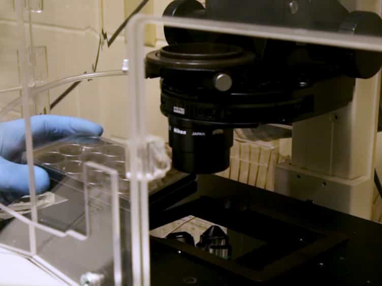 Long-term Live-cell Imaging to Assess Cell Fate in Response to Paclitaxel