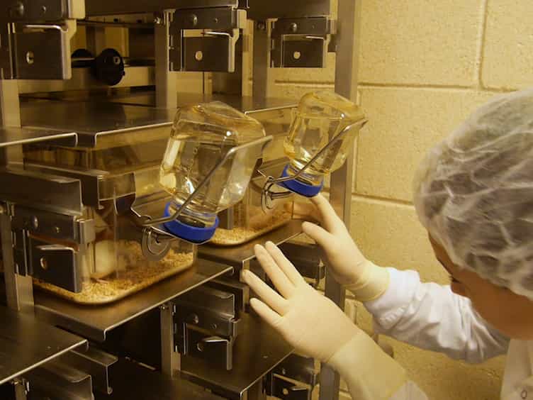 Assessing Activity-based Anorexia in Mice