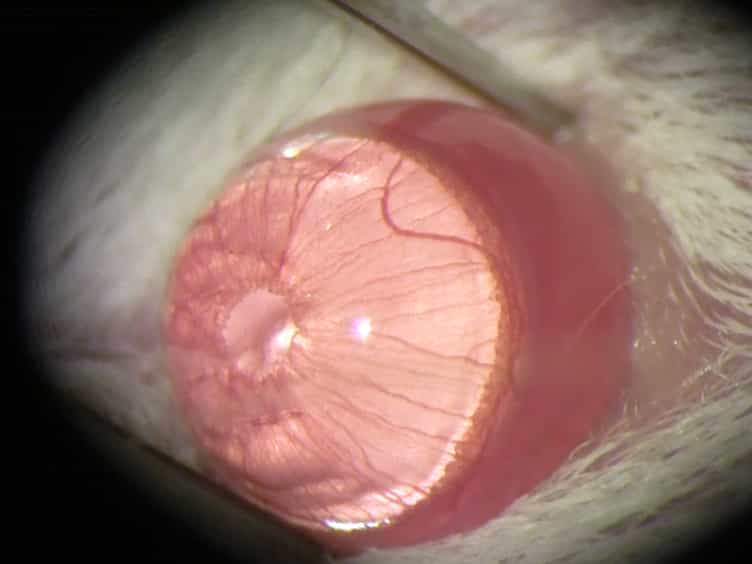 Puncture-Induced Iris Neovascularization as a Mouse Model of Rubeosis Iridis