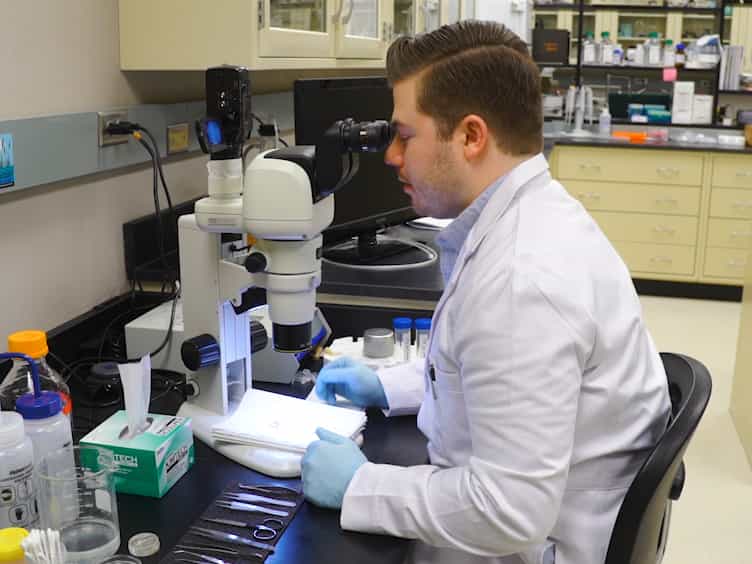 Levator Auris Longus Preparation for Examination of Mammalian Neuromuscular Transmission Under Voltage Clamp Conditions
