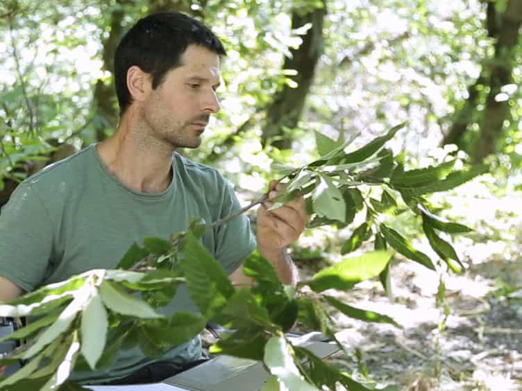 Evaluating Dryocosmus Kuriphilus-induced Damage on Castanea Sativa