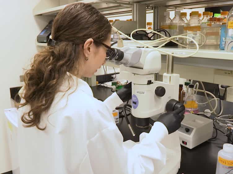 Whole Mount Immunofluorescence and Follicle Quantification of Cultured Mouse Ovaries
