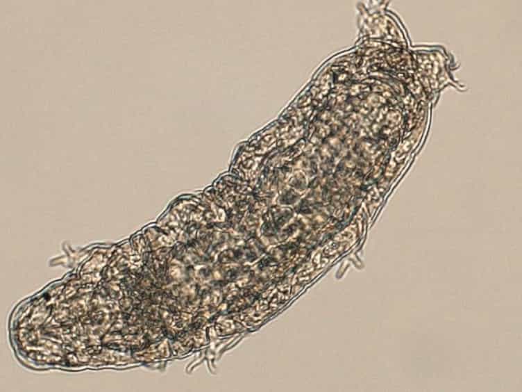Ultralow Input Genome Sequencing Library Preparation from a Single Tardigrade Specimen