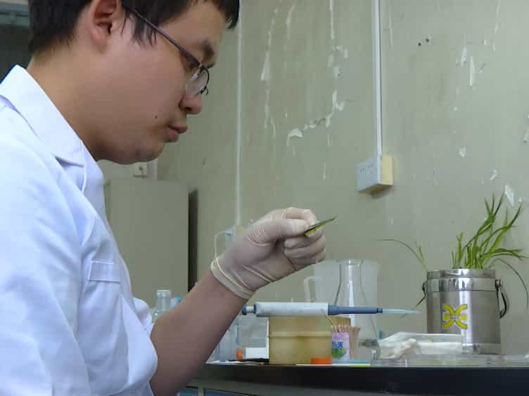 The Plant Infection Test: Spray and Wound-Mediated Inoculation with the Plant Pathogen Magnaporthe Grisea