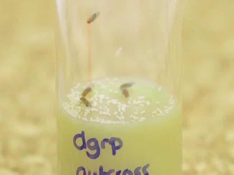 Oral Bacterial Infection and Shedding in Drosophila melanogaster
