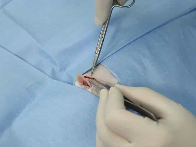Surgical Labyrinthectomy of the Rat to Study the Vestibular System