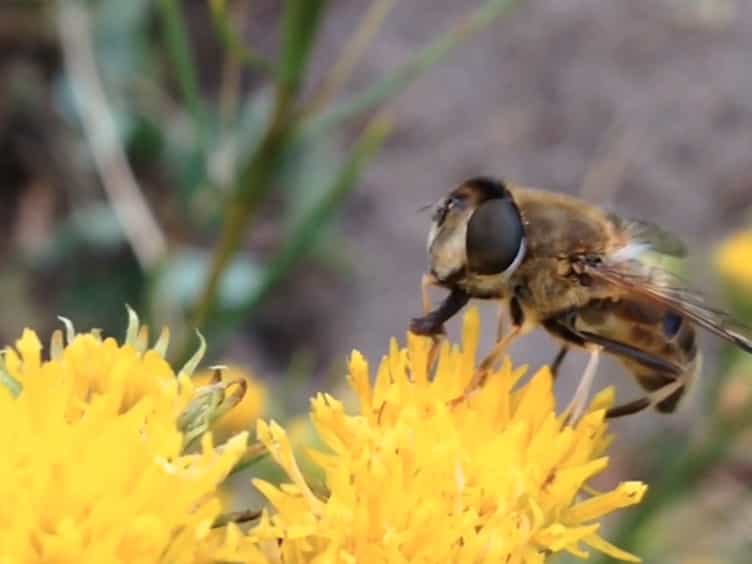 Rearing and Long-Term Maintenance of Eristalis tenax Hoverflies for Research Studies