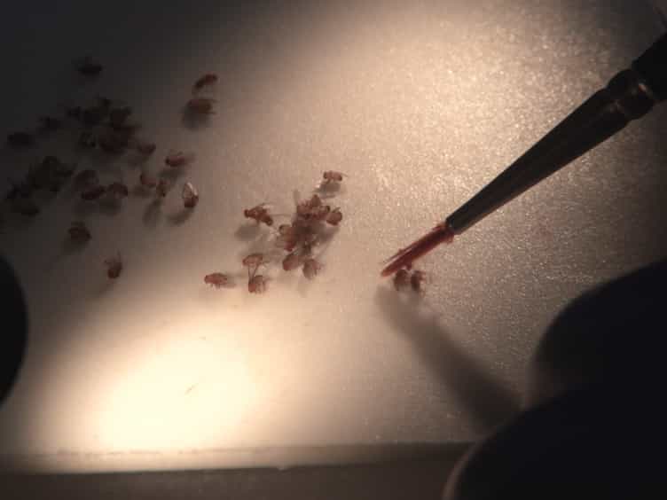 Preparing Developing Peripheral Olfactory Tissue for Molecular and Immunohistochemical Analysis in Drosophila