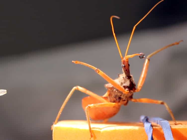 Harvesting Venom Toxins from Assassin Bugs and Other Heteropteran Insects