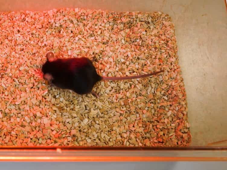 In Vivo Electrophysiological Measurement of Compound Muscle Action Potential from the Forelimbs in Mouse Models of Motor Neuron Degeneration