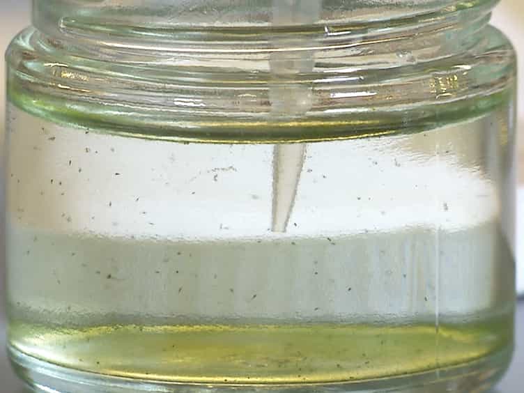 Methods for the Study of Regeneration in Stentor