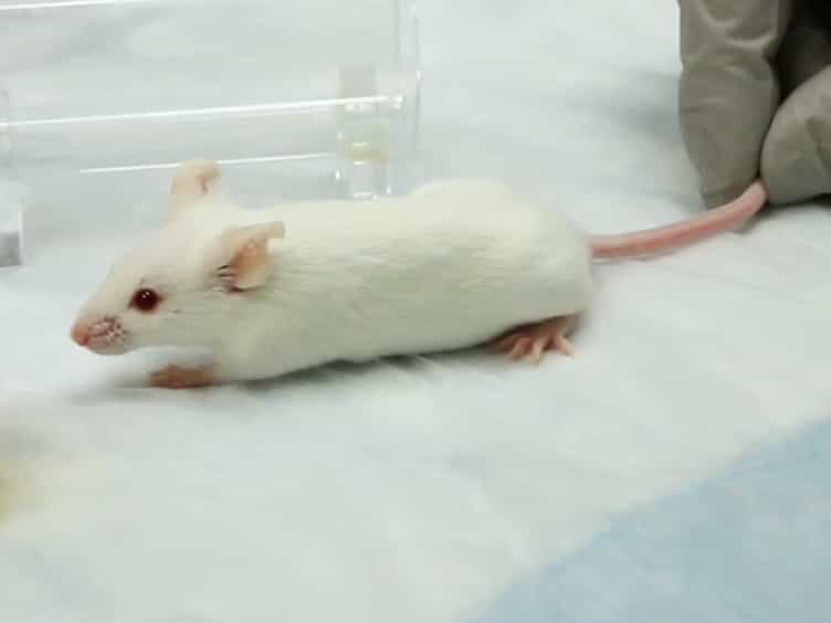 Assessment of Respiratory Function in Conscious Mice by Double-chamber Plethysmography
