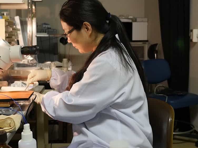 Optogenetics Identification of a Neuronal Type with a Glass Optrode in Awake Mice