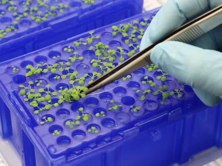 A Flexible Low Cost Hydroponic System for Assessing Plant Responses to Small Molecules in Sterile Conditions