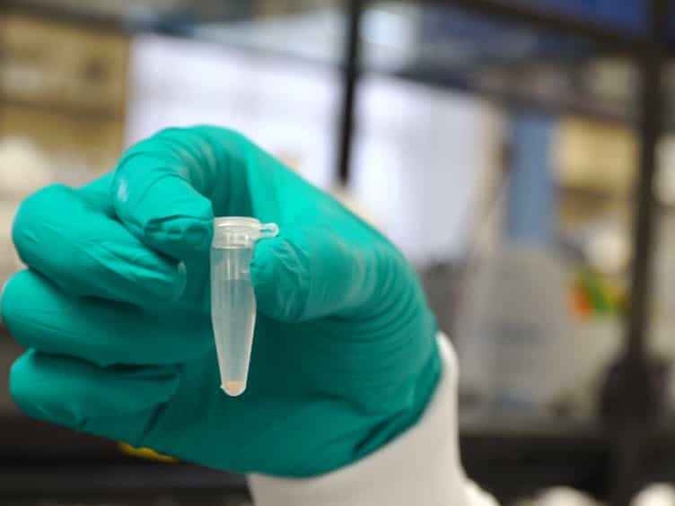 Preparation of Drosophila Larval Samples for Gas Chromatography-Mass Spectrometry GC-MS-based Metabolomics