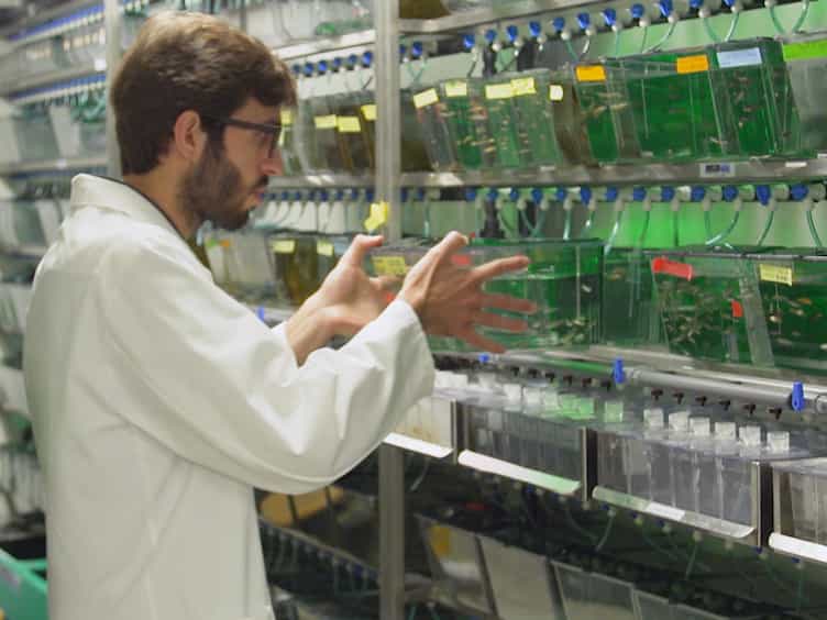 Culture and Transfection of Zebrafish Primary Cells