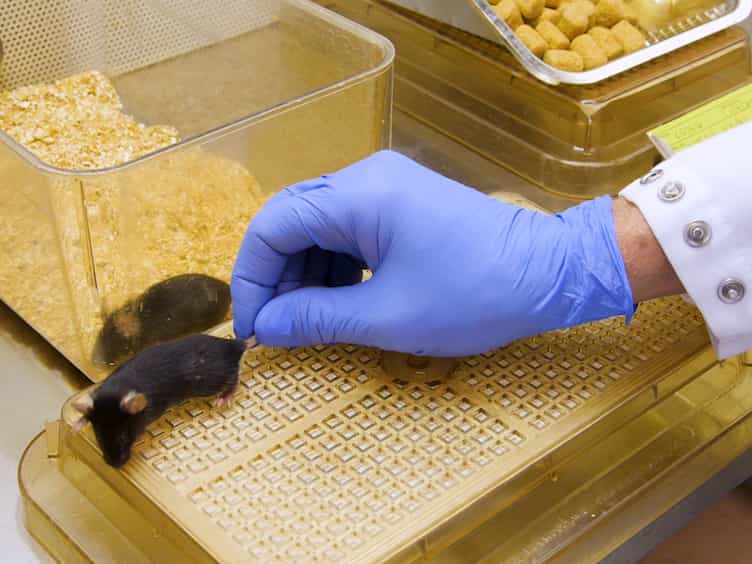 Frequent Tail-tip Blood Sampling in Mice for the Assessment of Pulsatile Luteinizing Hormone Secretion