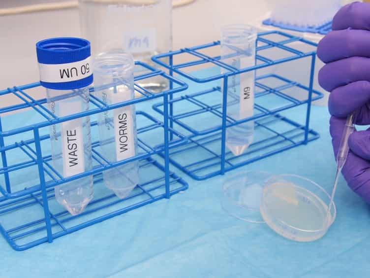 Caenorhabditis Sieve: A Low-tech Instrument and Methodology for Sorting Small Multicellular Organisms