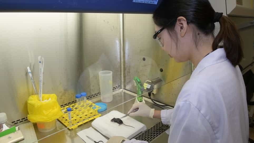 In Vitro Differentiation of Mouse Granulocyte-macrophage-colony-stimulating Factor (GM-CSF)-producing T Helper (THGM) Cells