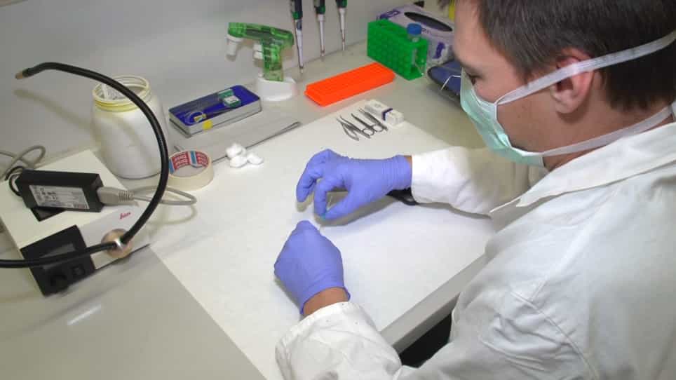 Orthotopic Transplantation of Syngeneic Lung Adenocarcinoma Cells to Study PD-L1 Expression