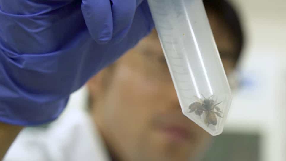 Detection of Phospholipase C Activity in the Brain Homogenate from the Honeybee