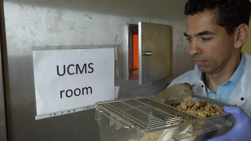 The Unpredictable Chronic Mild Stress Protocol for Inducing Anhedonia in Mice