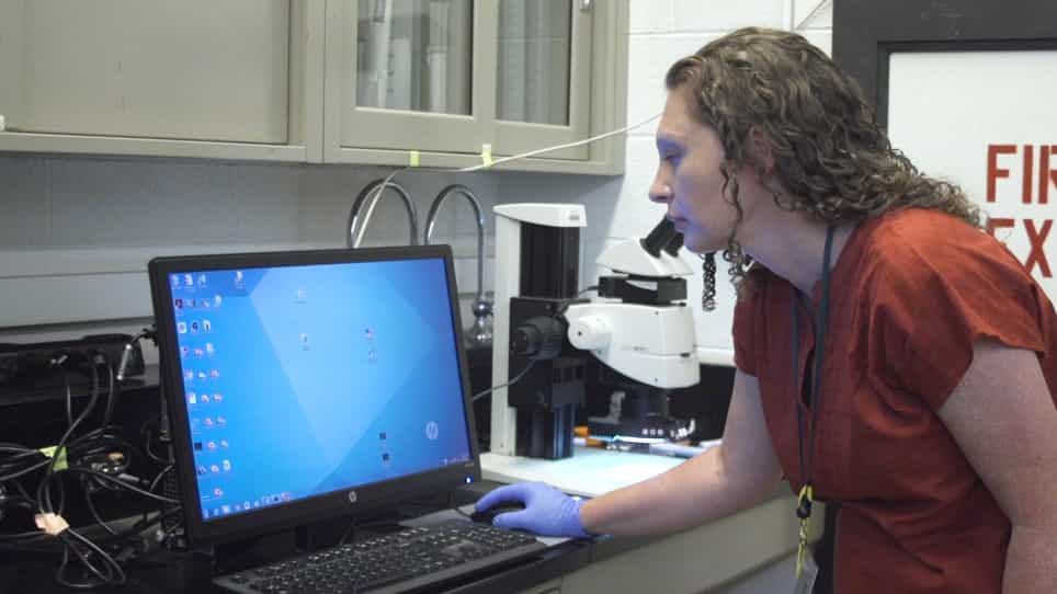 Measuring Hypopharyngeal Gland Acinus Size in Honey Bee Apis mellifera Workers