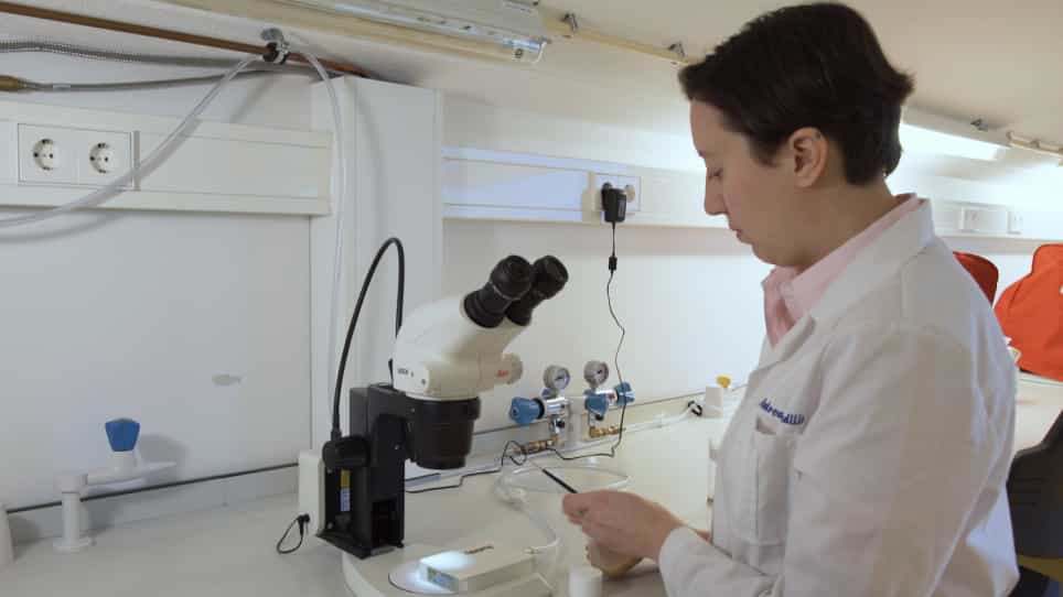 An Automated Method to Determine the Performance of Drosophila in Response to Temperature Changes in Space and Time