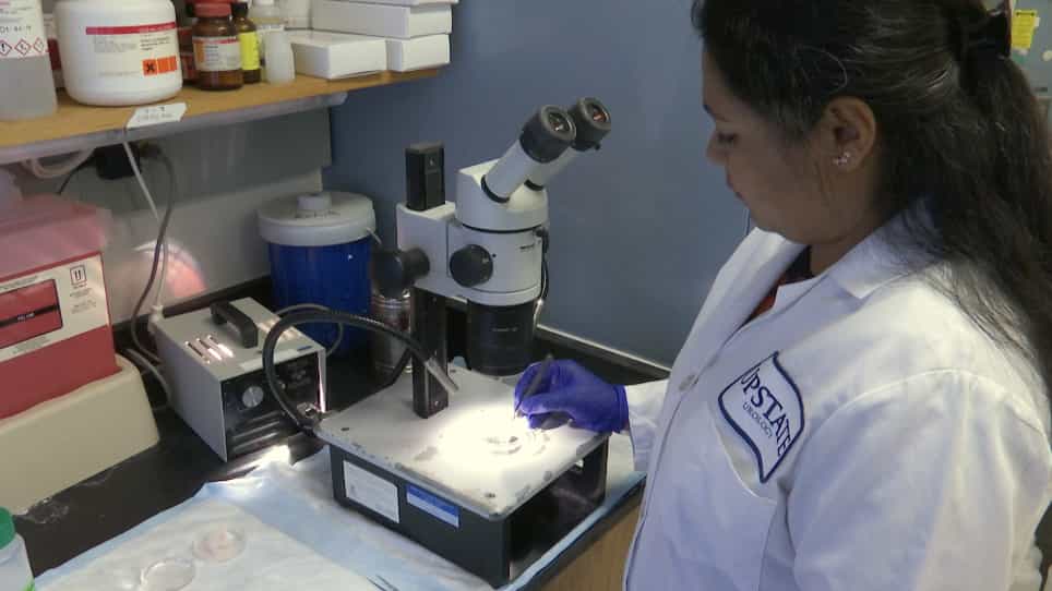 Identification, Histological Characterization, and Dissection of Mouse Prostate Lobes for In Vitro 3D Spheroid Culture Models